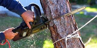 Best Emergency Tree Removal  in Ohkay Owingeh, NM