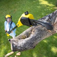 Best Lawn Mowing  in Ohkay Owingeh, NM
