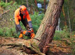 How Our Tree Care Process Works  in  Ohkay Owingeh, NM