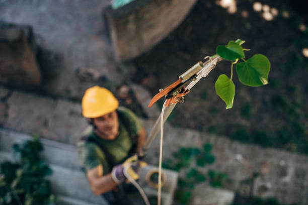 Best Tree Maintenance Programs  in Ohkay Owingeh, NM