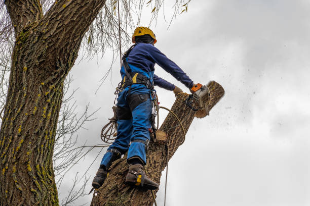 Best Pest Control for Lawns  in Ohkay Owingeh, NM