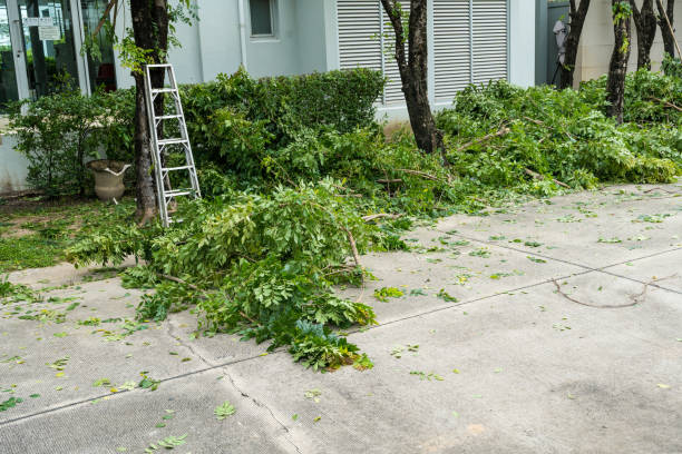 Best Tree Preservation Services  in Ohkay Owingeh, NM