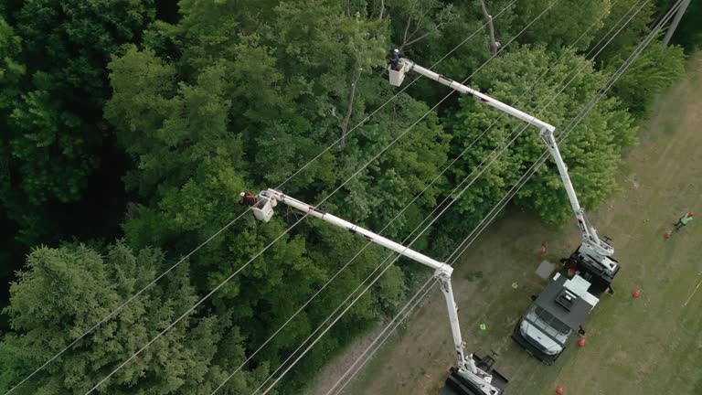 Best Tree Trimming and Pruning  in Ohkay Owingeh, NM