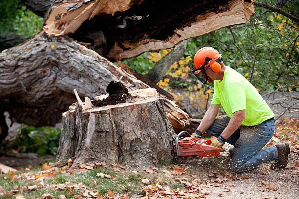 Best Tree Removal  in Ohkay Owingeh, NM