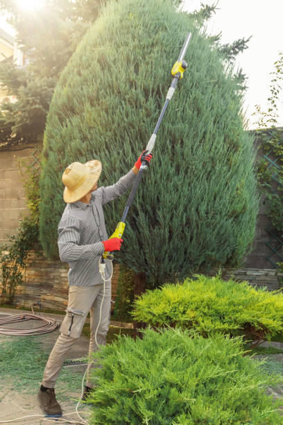 Best Root Management and Removal  in Ohkay Owingeh, NM