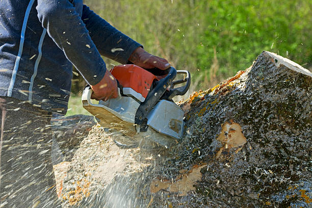 Best Storm Damage Tree Cleanup  in Ohkay Owingeh, NM