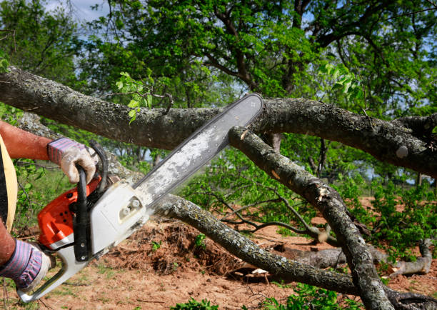 Best Tree Risk Assessment  in Ohkay Owingeh, NM
